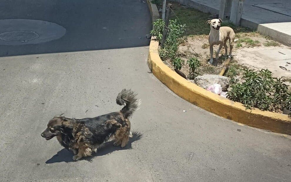Dos comunas tienen recursos para esterilizar a las mascotas