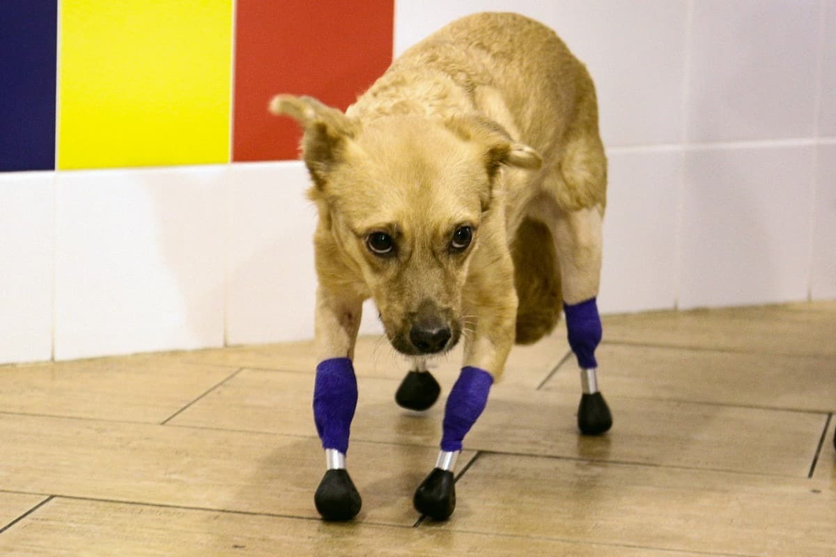 Perrita rusa vuelve a caminar gracias a cuatro prótesis
