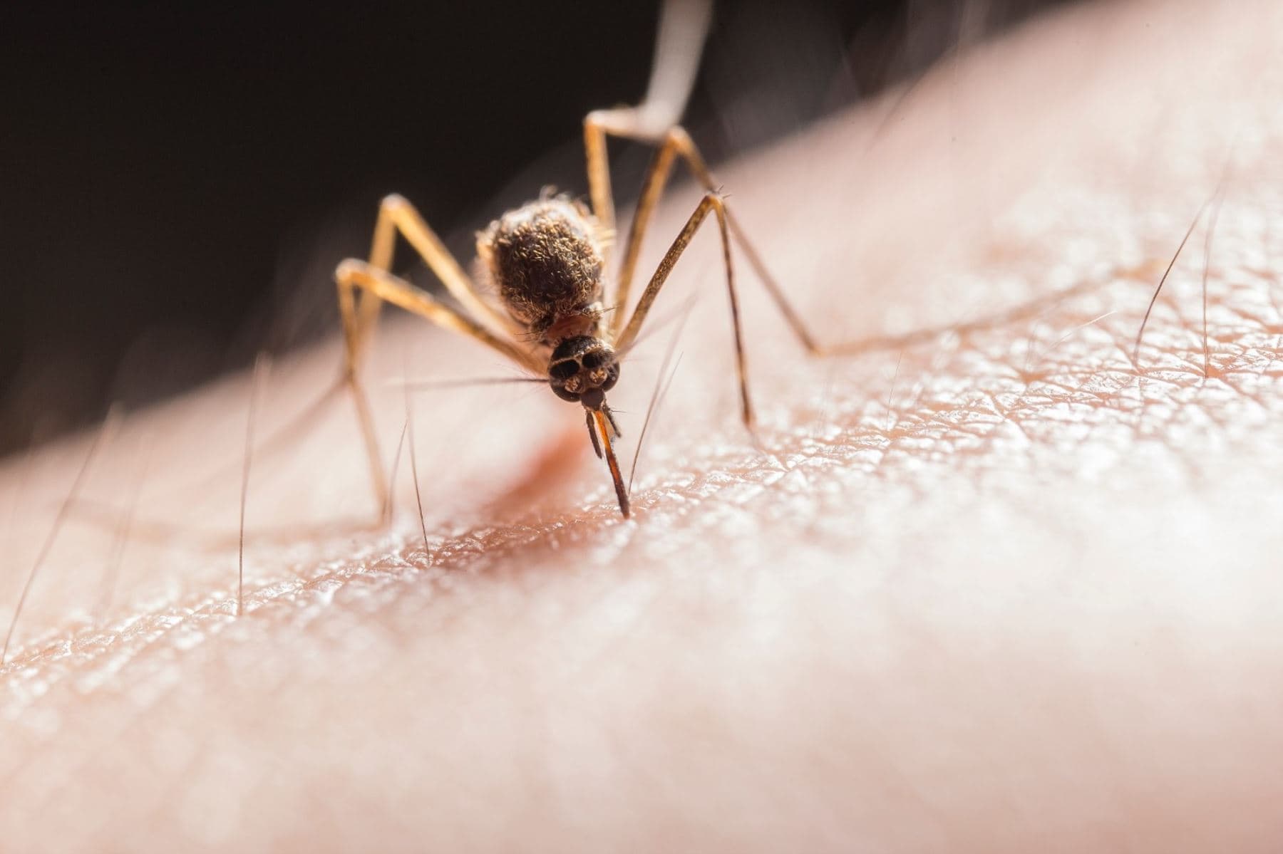 Altas temperaturas favorecen los focos de contagio por mosquitos