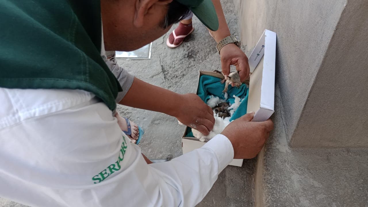 Salvan a crías de ardillas de contenedor de basura