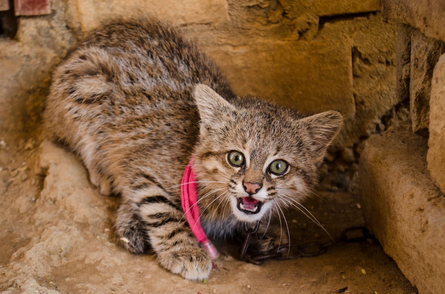 Registran por primera vez al gato del pajonal