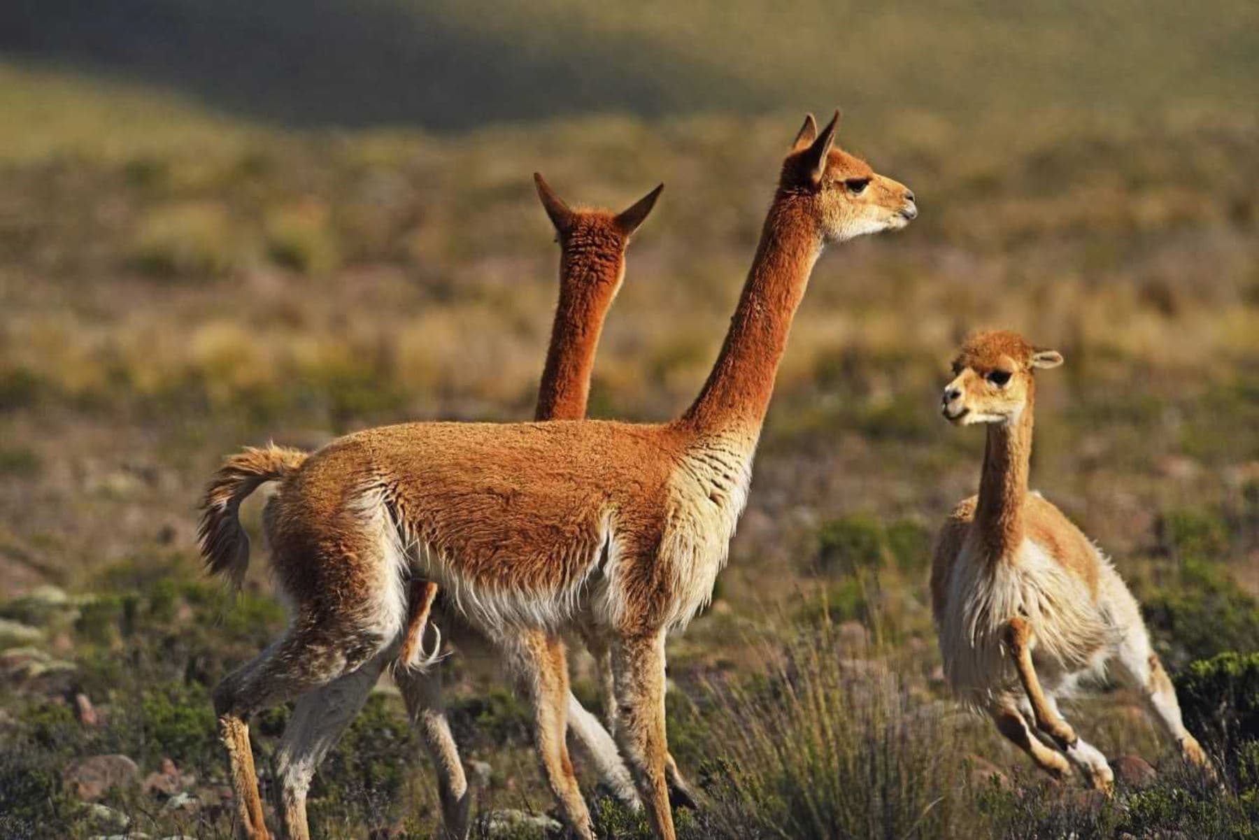 Más de 6 mil familias en Puno autorizadas a labor con vicuñas