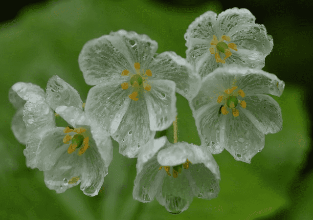 La flor esqueleto que se torna transparente con la lluvia