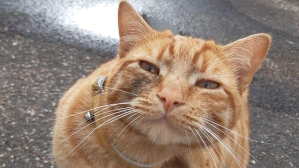 Gato viaja 24 millas para volver a casa