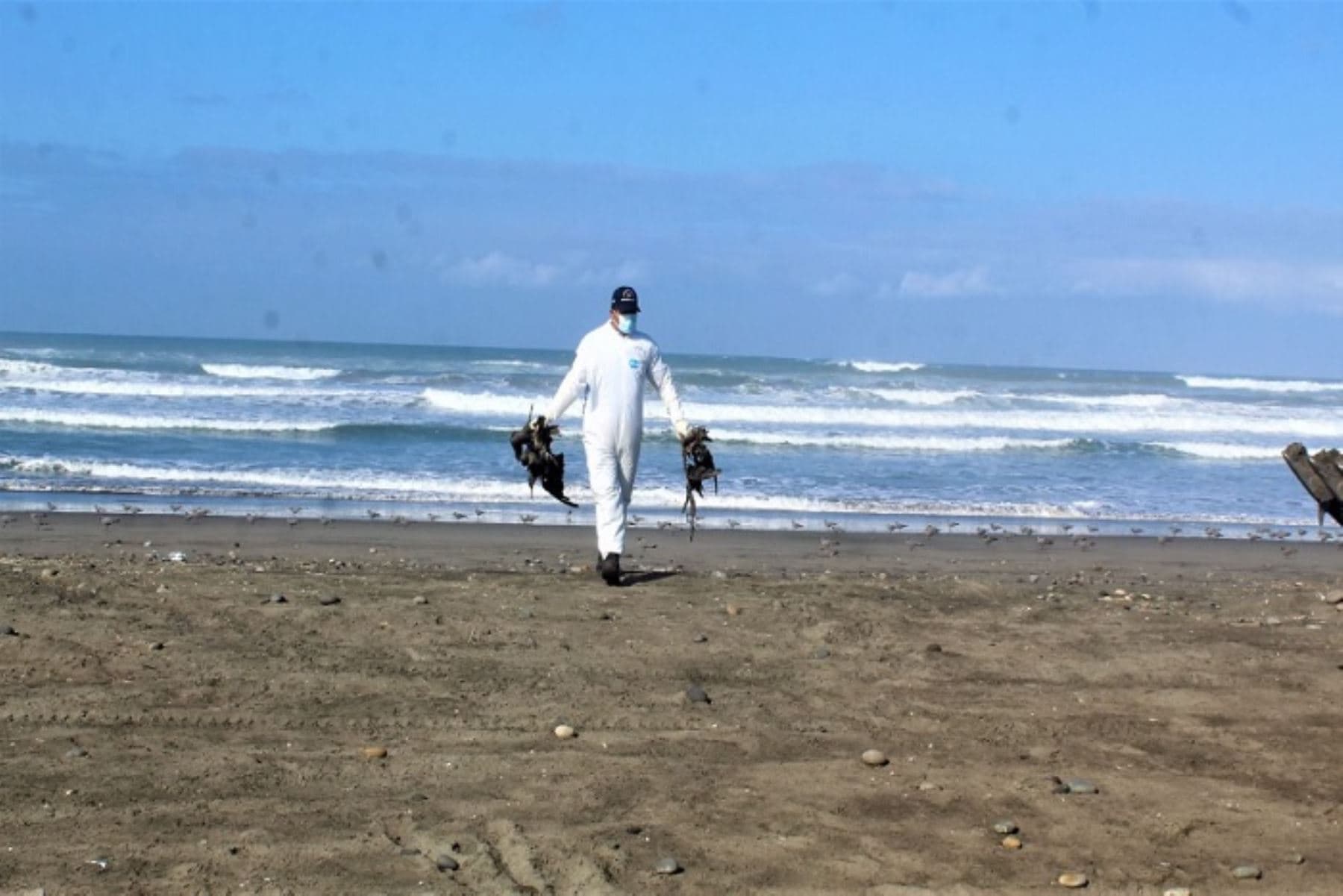 Hallan animales muertos en playas de Camaná