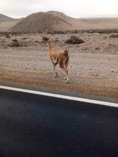 SERFOR realizará censo de guanacos en Arequipa