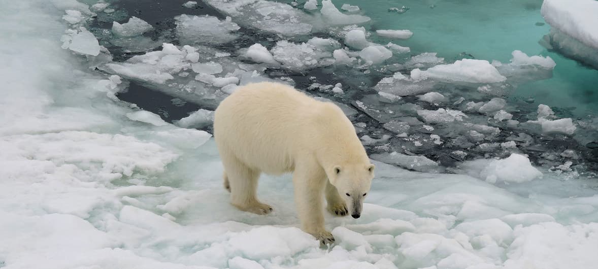 Glaciares de Groenlandia se reducen por 25 años consecutivos