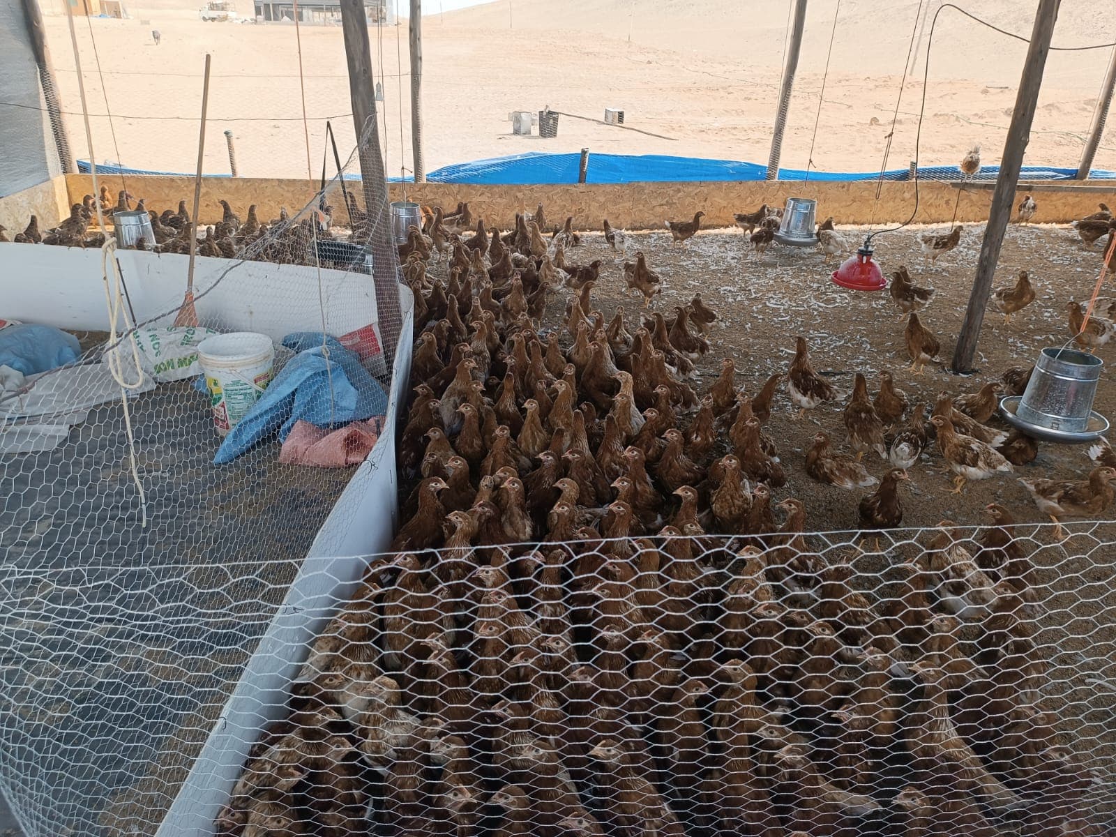 Recuperan unas 239 hectáreas invadidas en irrigación Majes