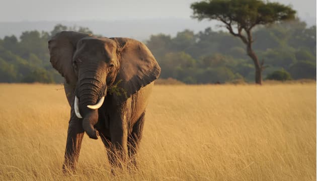 Hasta un 40% de las especies terrestres pueden desaparecer