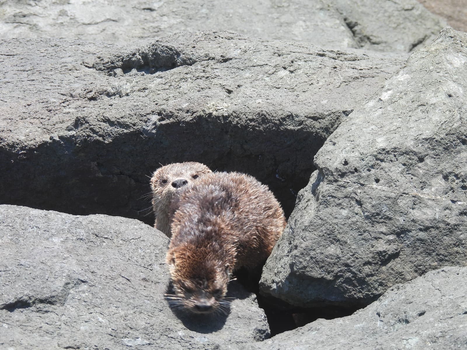 Población de nutrias se redujo en 50% en la costa sur del Perú