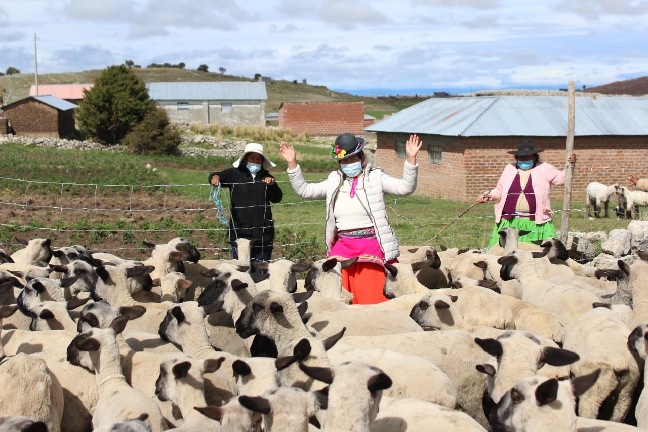 Adquieren 122 ovinos para mejorar la producción del ganado