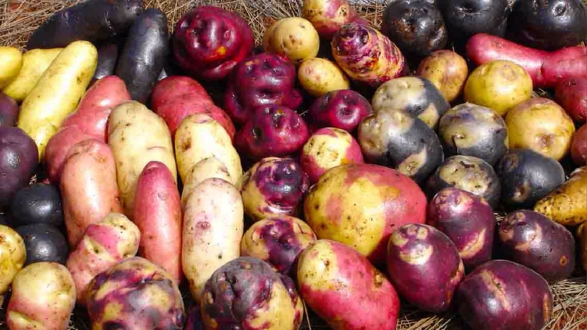 La NASA quiere cultivar papas peruanas en Marte