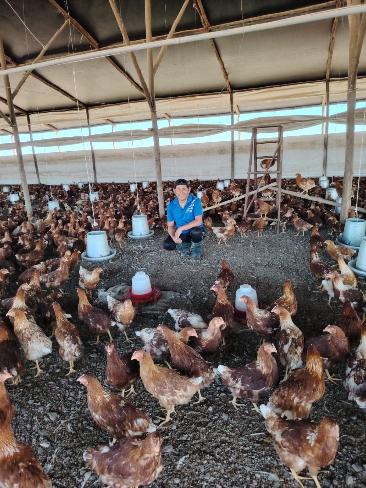 Químico elabora abono natural a partir de guano de gallinas