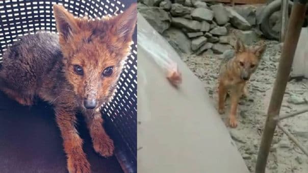 Joven compra “perro” y al crecer descubre que era un zorro
