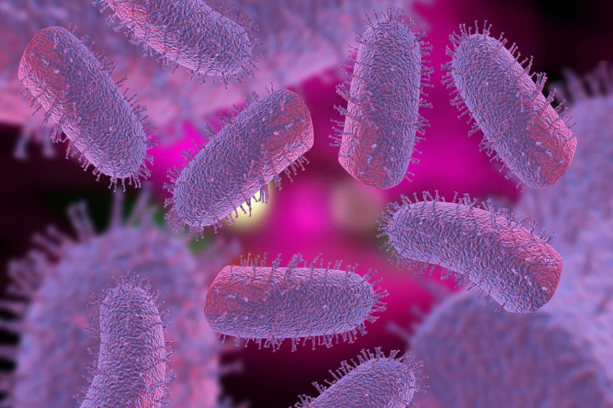 Tres mueren por el virus de Marburgo