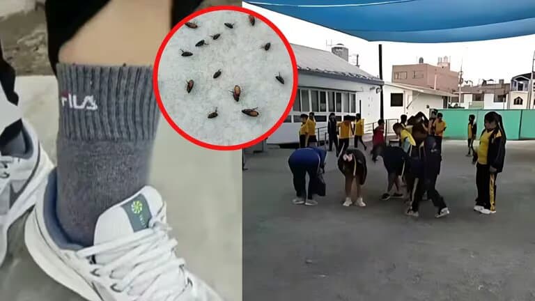 Plaga de pulgas invade colegio de SJL y no hayan solución