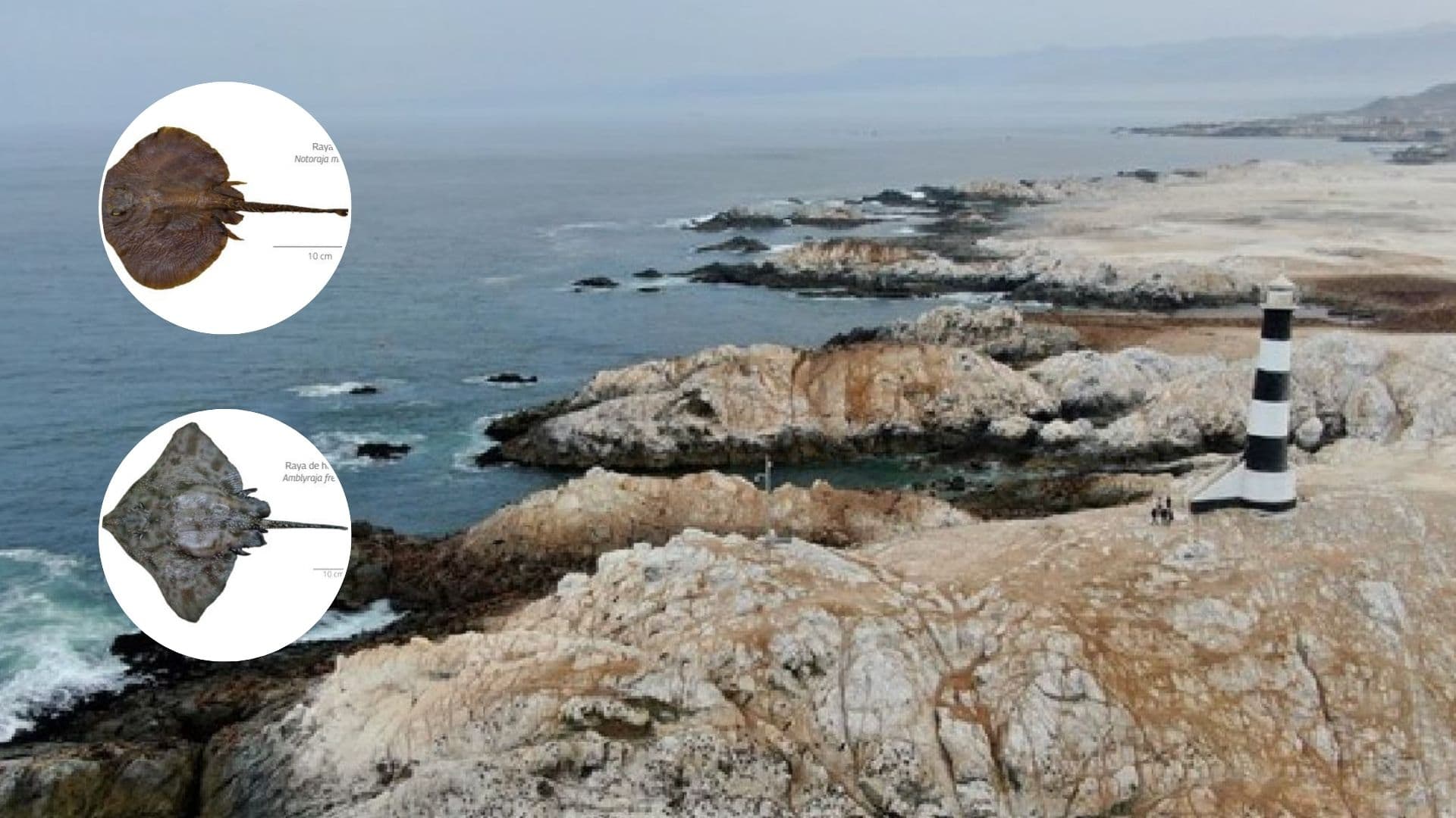 Hallan dos nuevas especies de rayas de profundidad