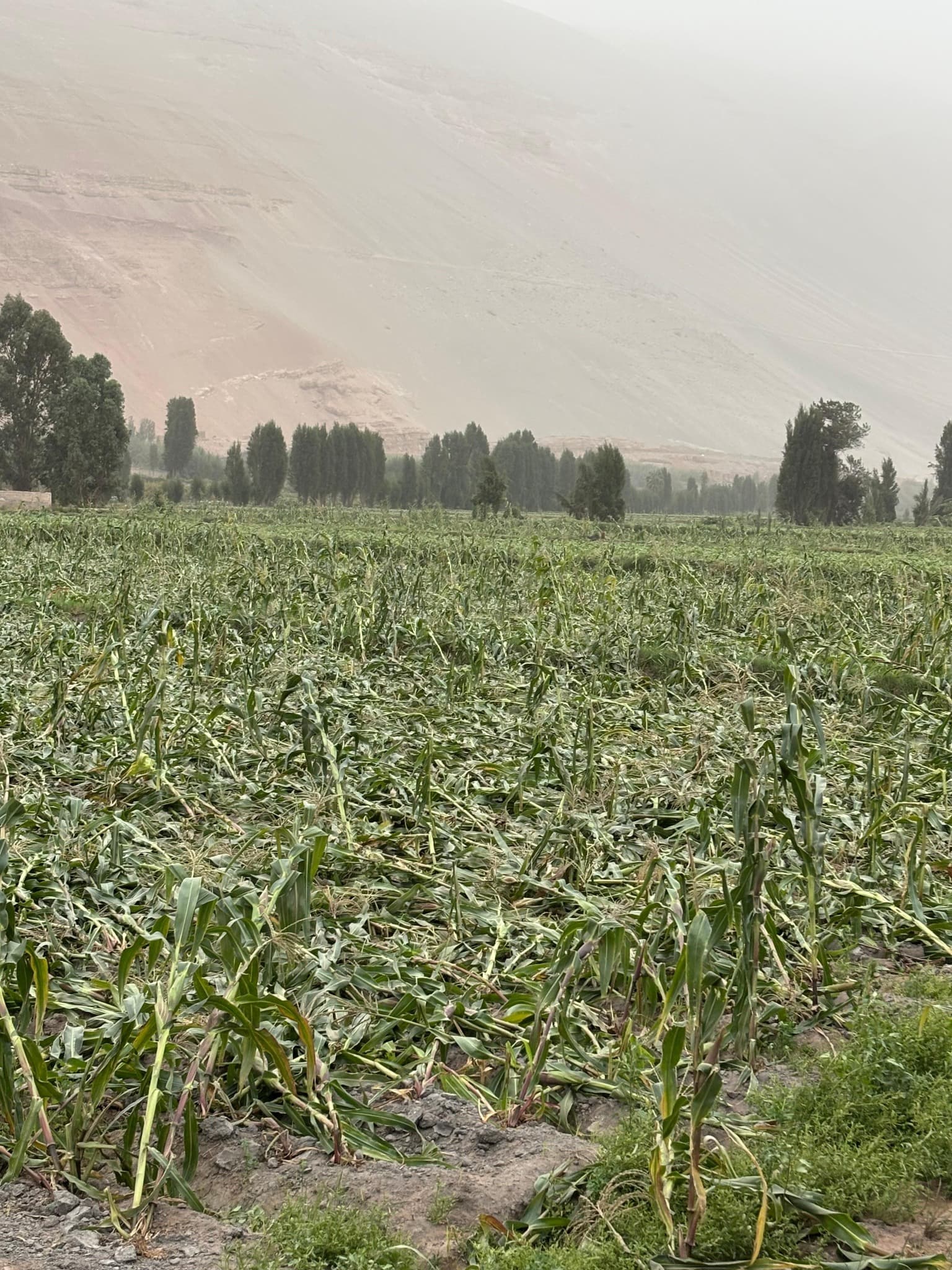 Pierden 150 hectáreas de maíz por tormenta de arena