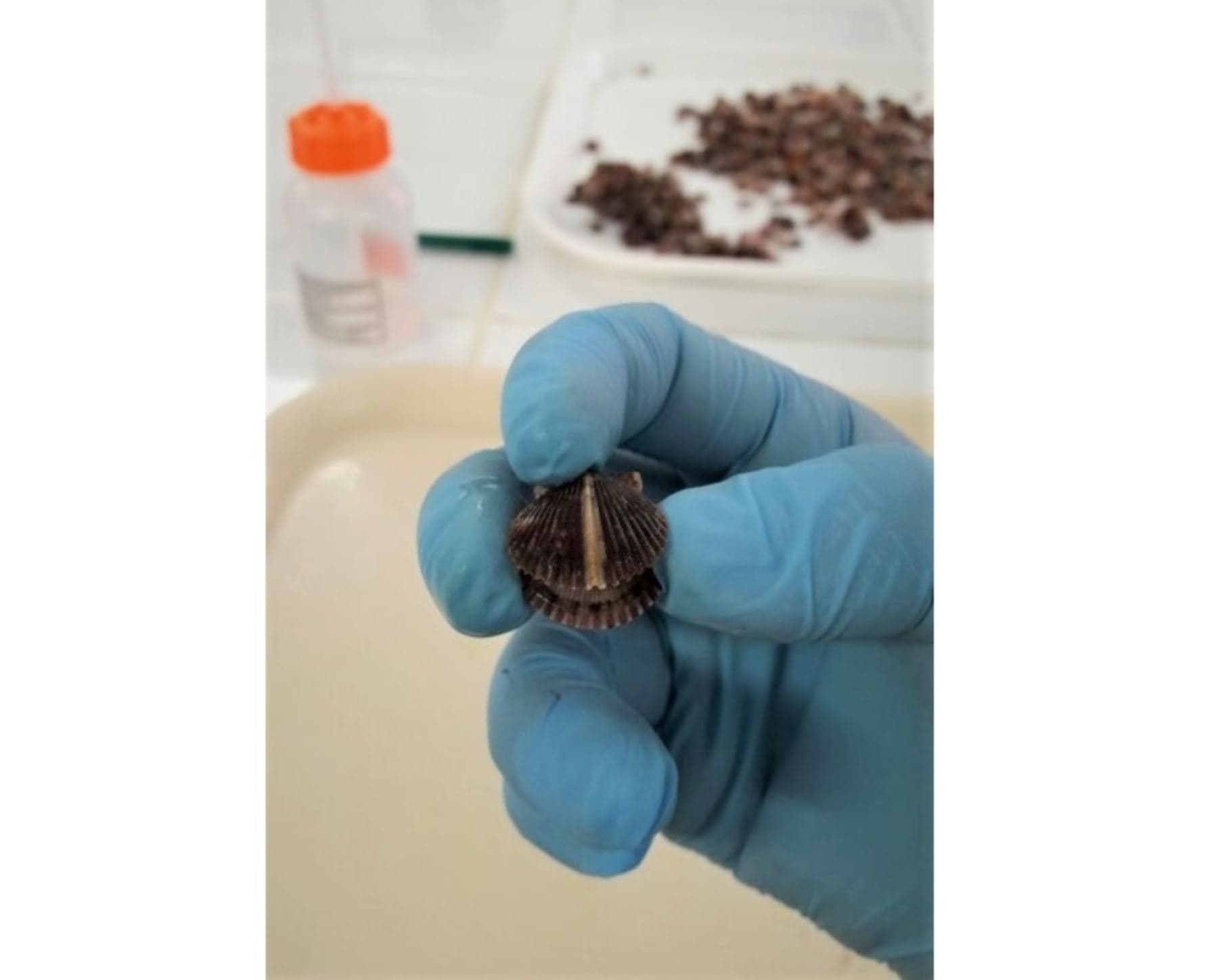 Científicos hallan presencia de metales contaminantes