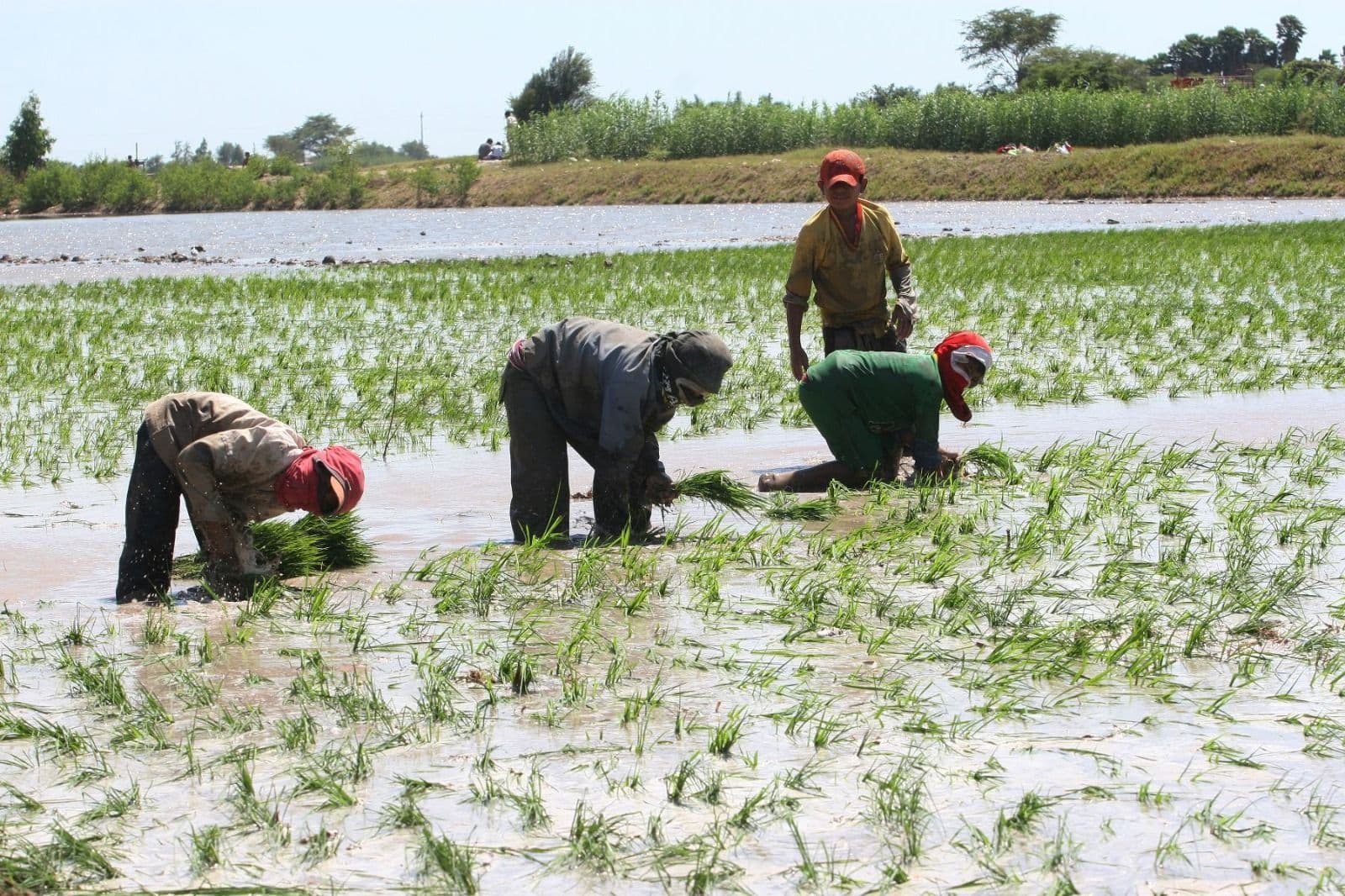 Arroz arequipeño abastecerá la demanda de diversas regiones