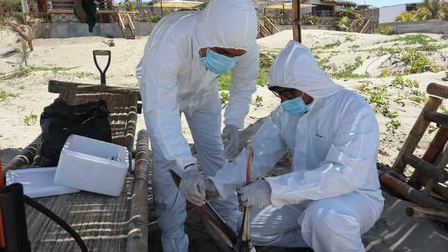 Perú en alerta sanitaria por la influenza aviar H5N1