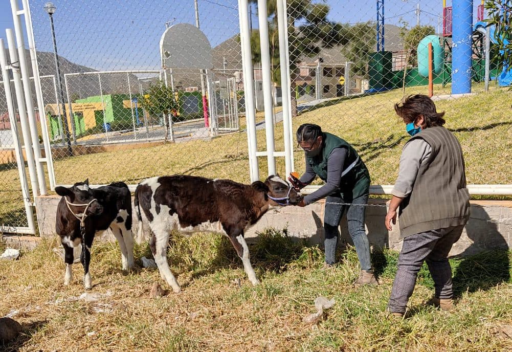 Productores de leche en declive por mercado poco rentable