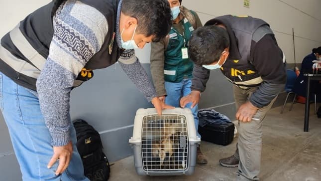 Sentencian a mujer por tráfico ilegal de especies de fauna silvestre