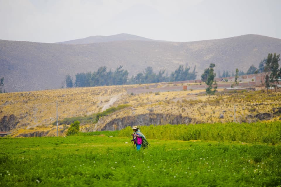Agricultura: Construirán represa para ampliar sembríos en Caylloma