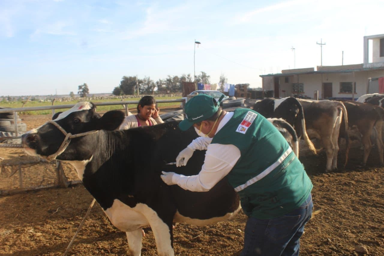 Campaña de vacunación contra el Carbunco sintomático en la región Puno