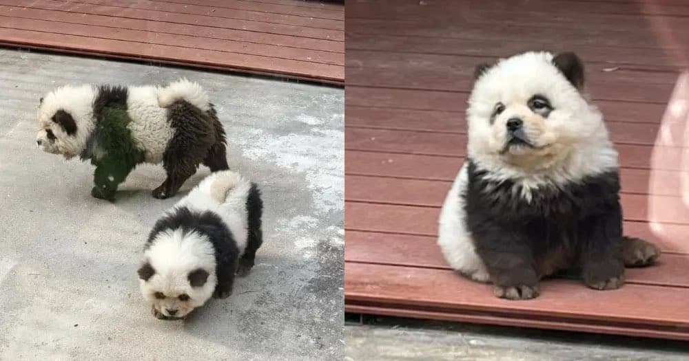 China: Zoológico hace pasar a perros como osos panda