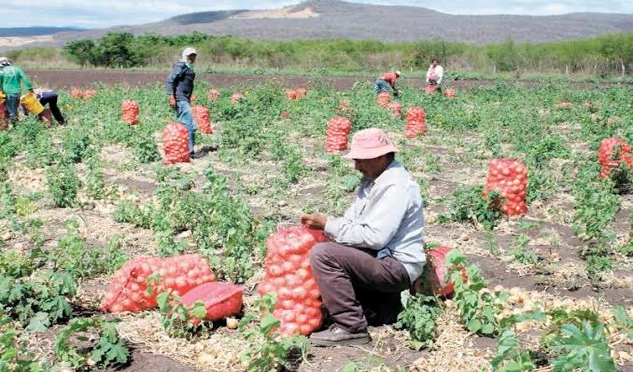 Majes: agricultores solicitan represa ante cortes de agua