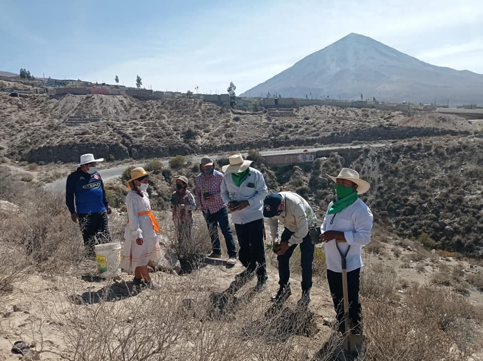Plantan mil 300 árboles en la parte alta de Cayma