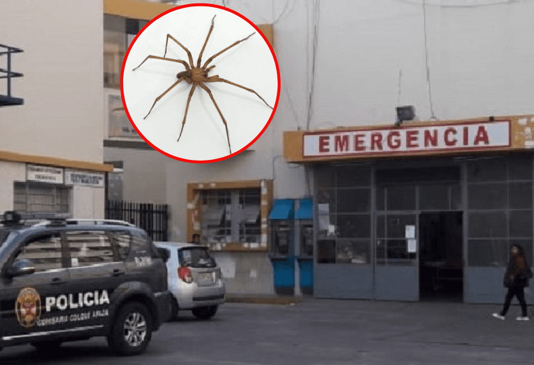 Mujer muere tras ser mordida por araña casera en el rostro