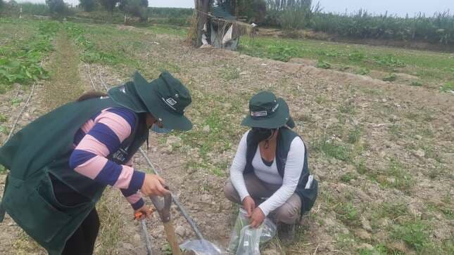 Analizan calidad de suelos agrarios en el valle del río Tambo
