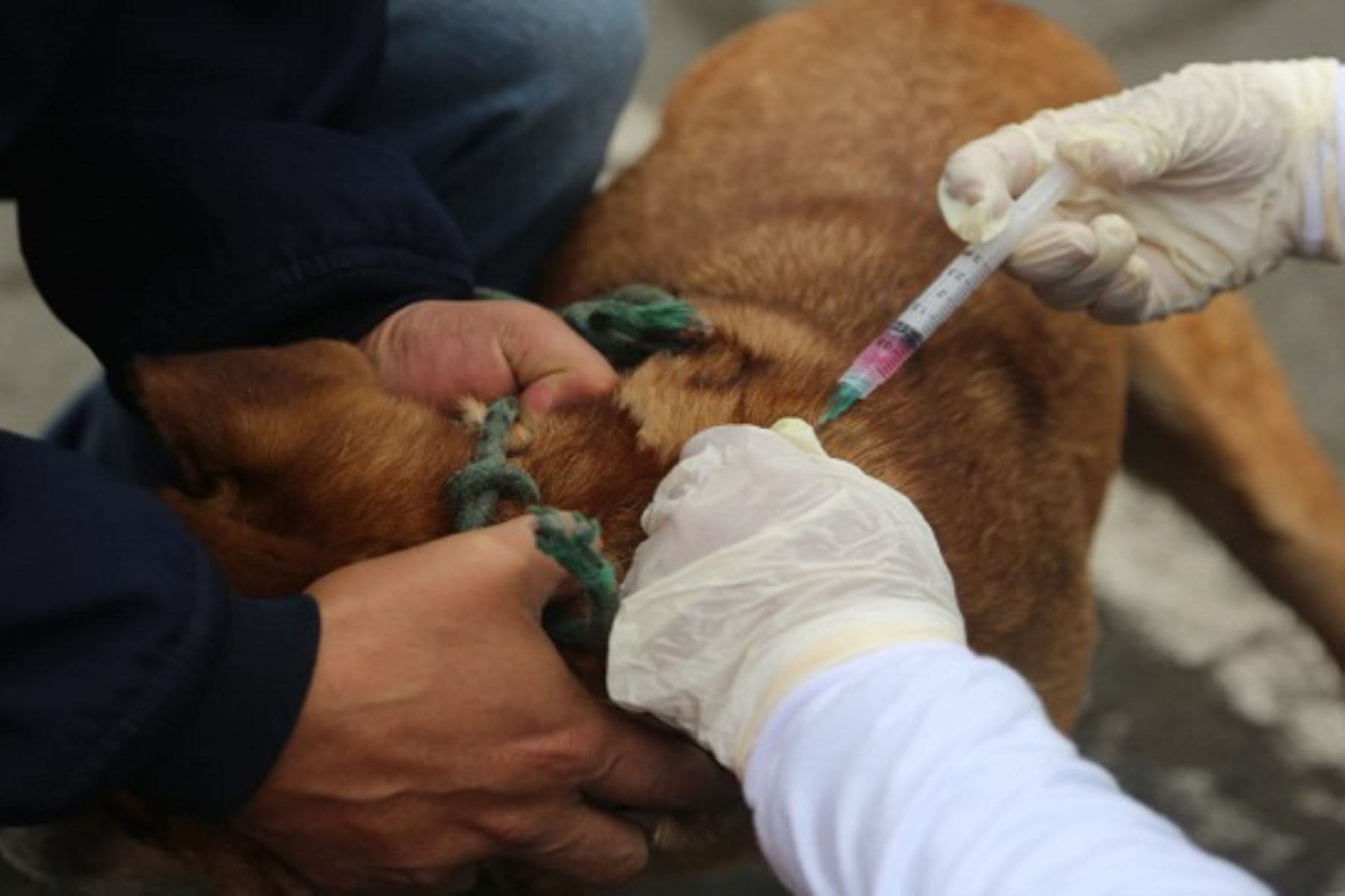 Preocupación por el aumento de casos de rabia canina