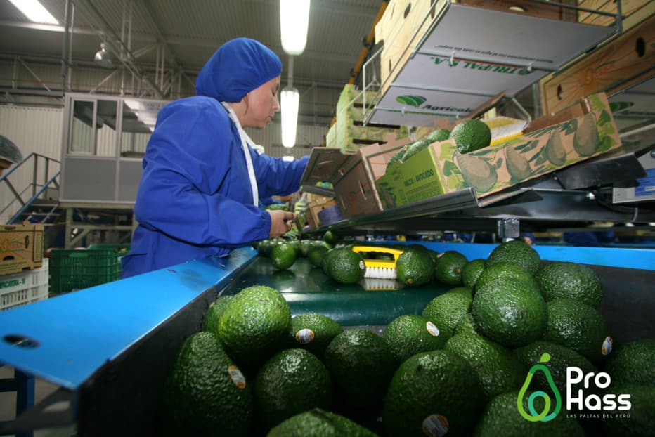 Perú es el principal abastecedor de palta Hass de Europa