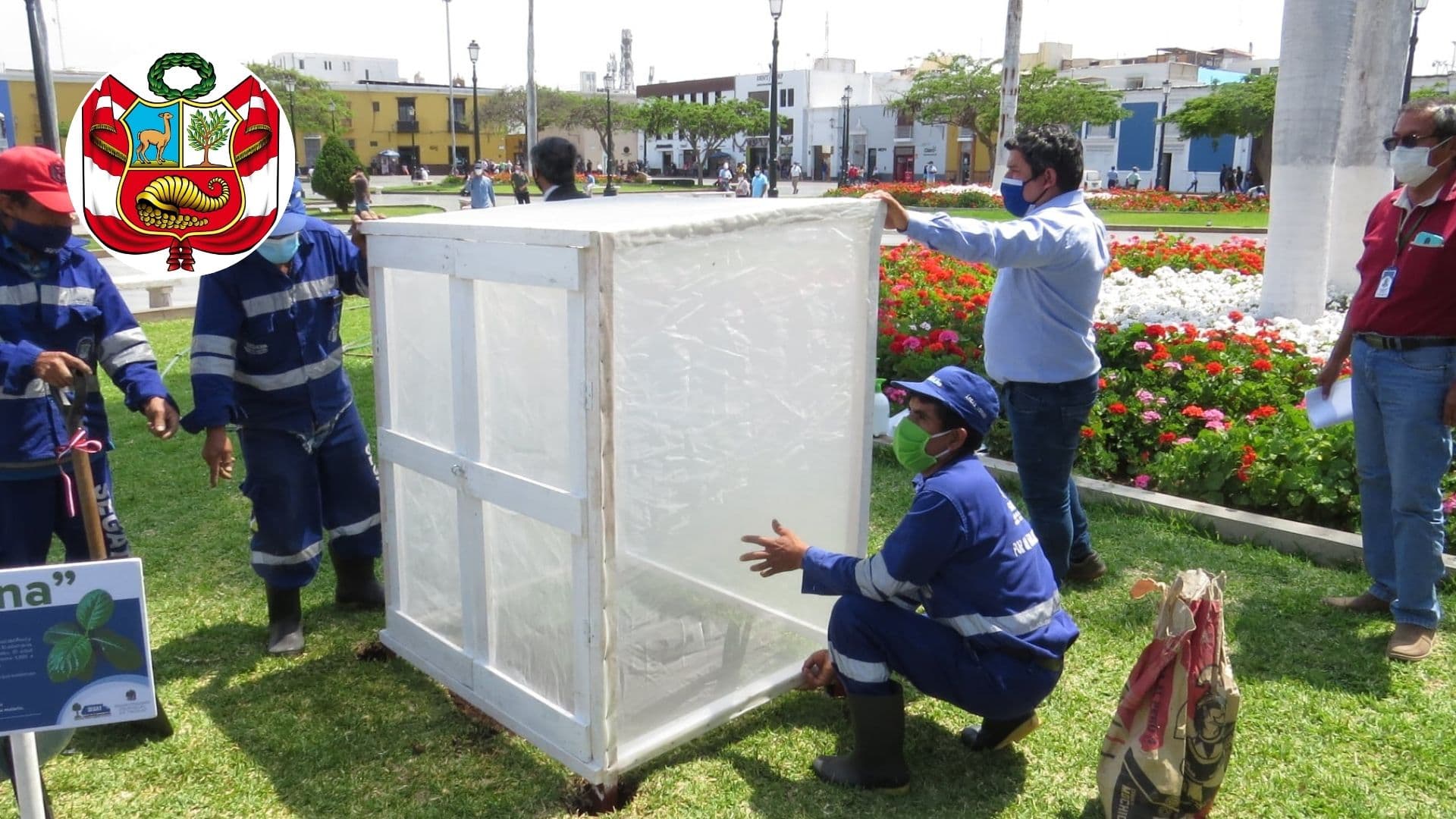 Denuncian robo de árbol de la quina de plaza de Armas