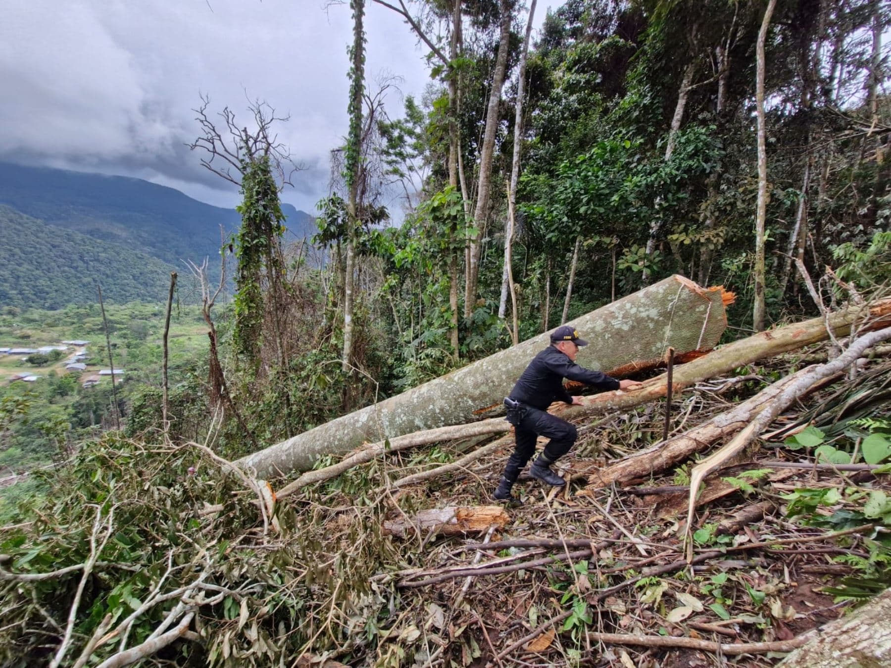 Denuncian la tala ilegal de árboles en bosque primario