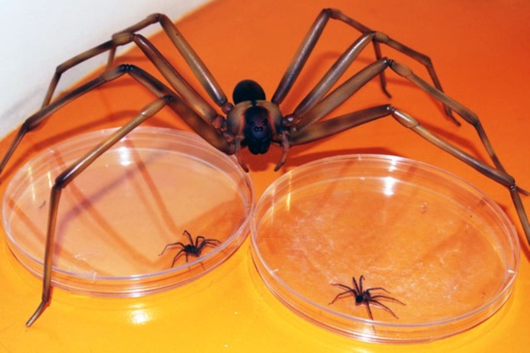 Arequipa: Primer lugar en mordeduras de araña