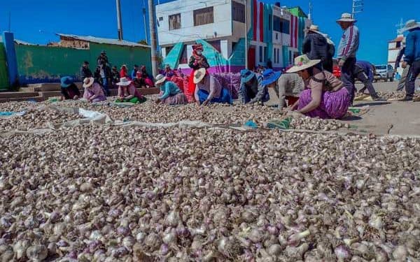 Ácora: Producen 4 toneladas de ajo a 4 000 m.s.n.m.