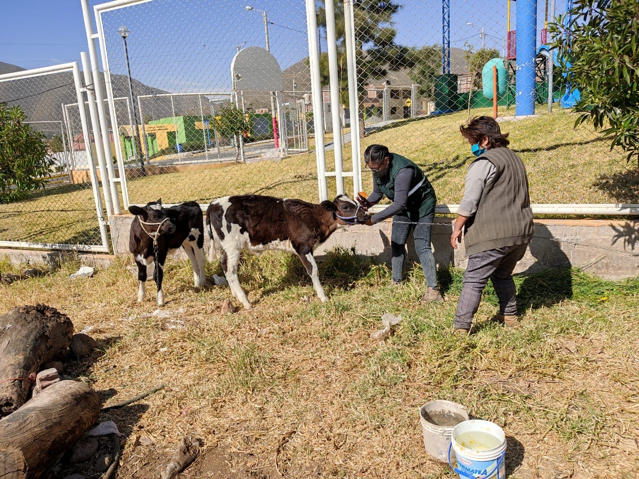Región tendría 60 mil cabezas de ganado vacuno y 72 mil porcinos