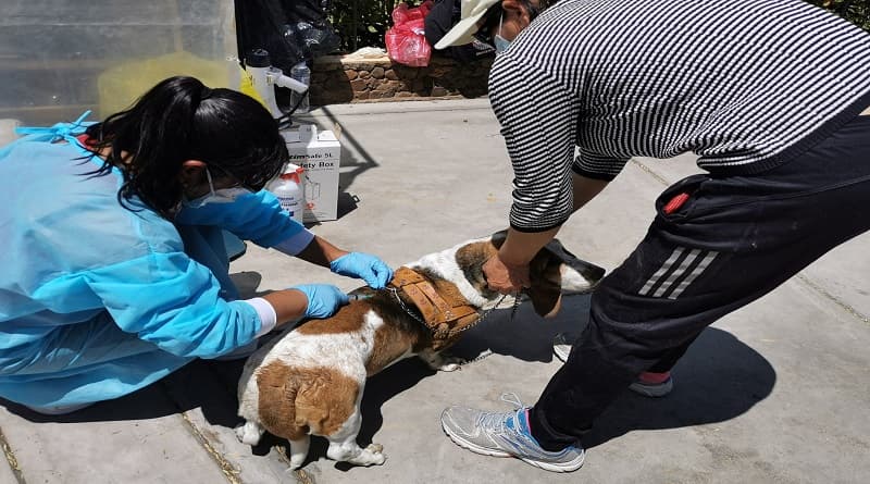 Advierten otro caso de rabia canina en Cerro Colorado
