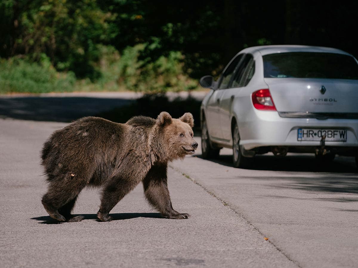 Rumania autoriza el sacrificio de cientos de osos pardos