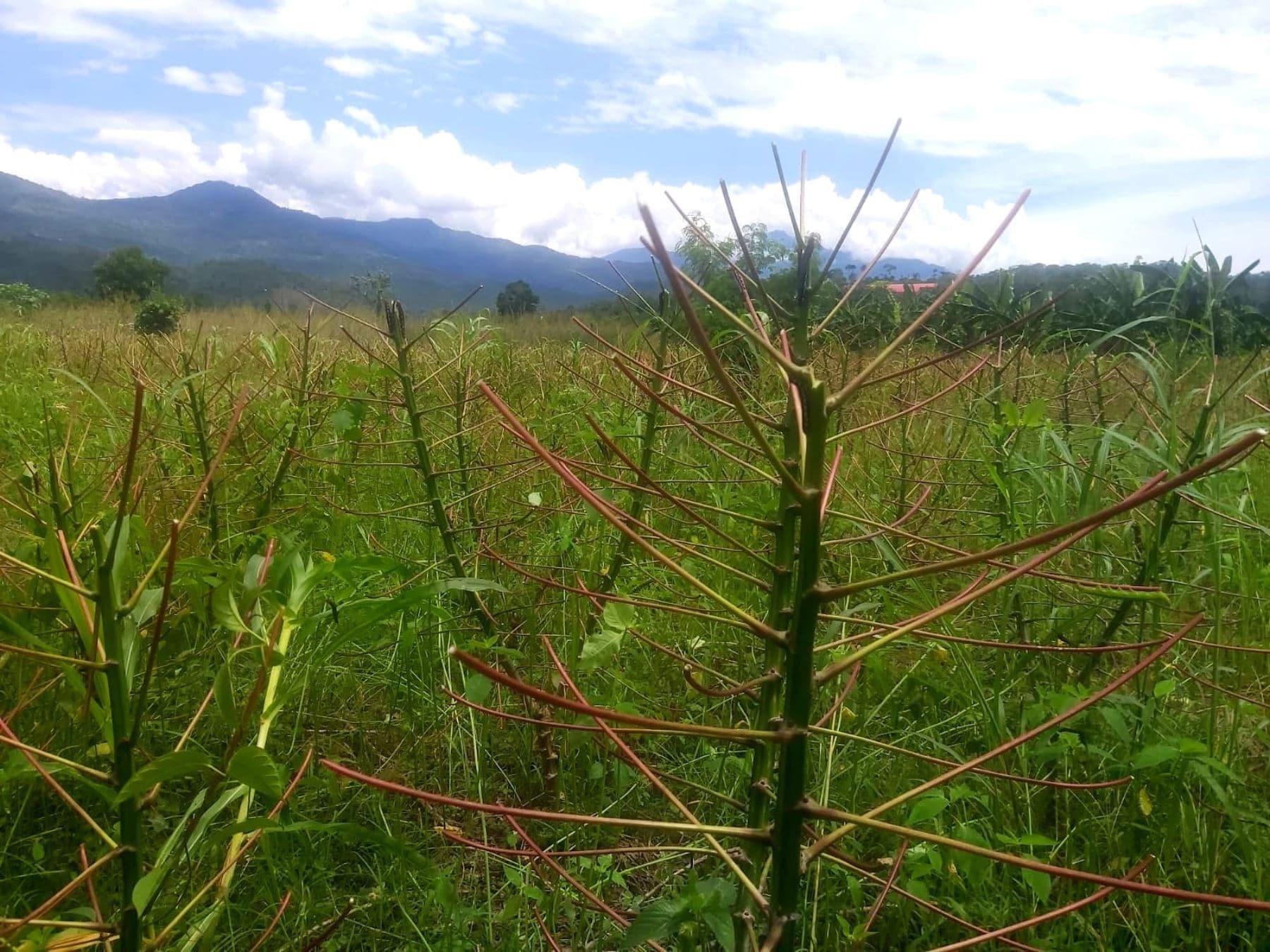 Plaga de gusanos causa estragos en cultivos de yuca en el VRAEM