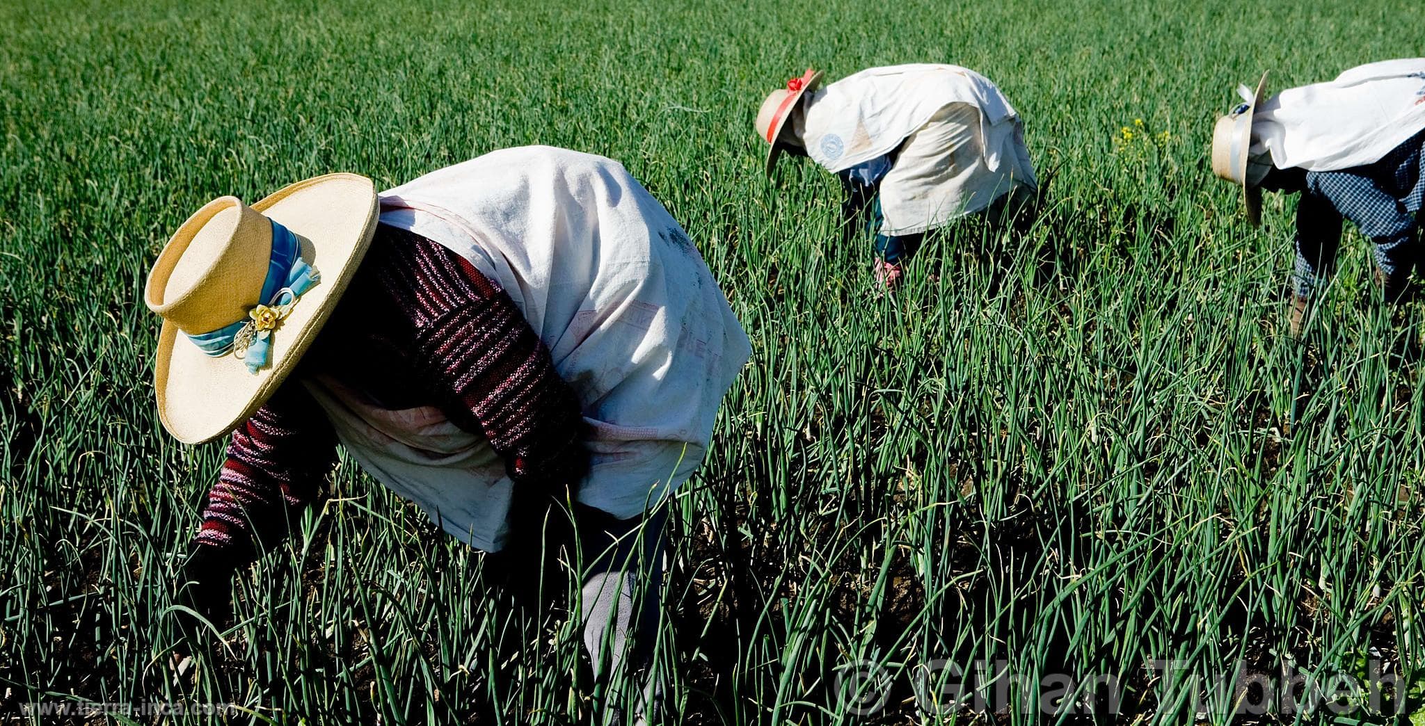 Realizan evento virtual sobre agronegocio