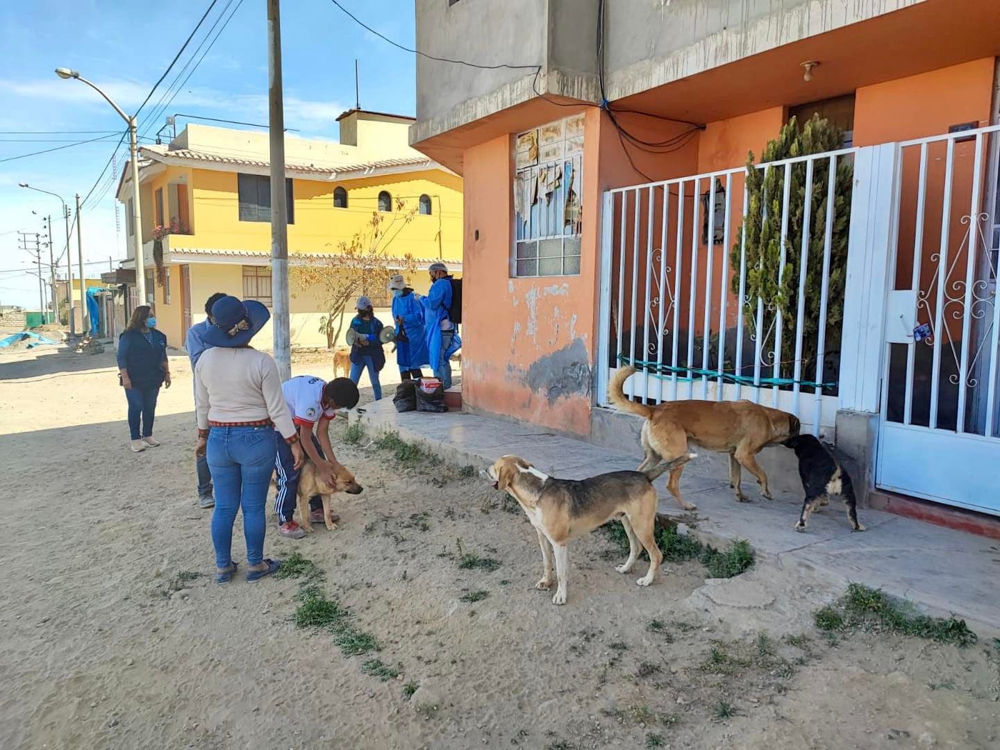 Preocupación por canes desaparecidos