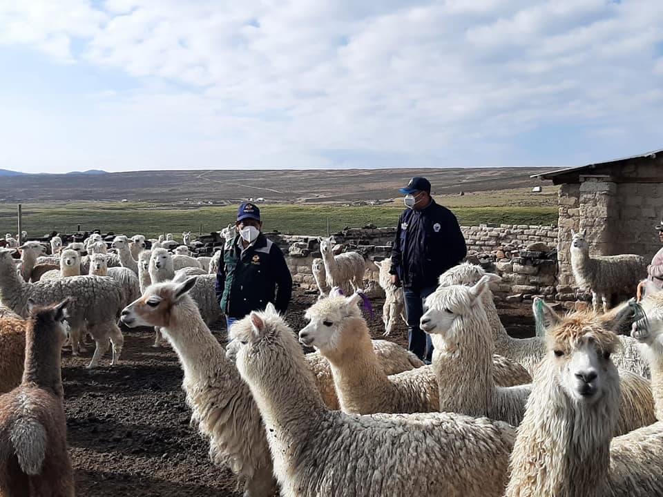 Entregan medicamentos para vicuñas y alpacas