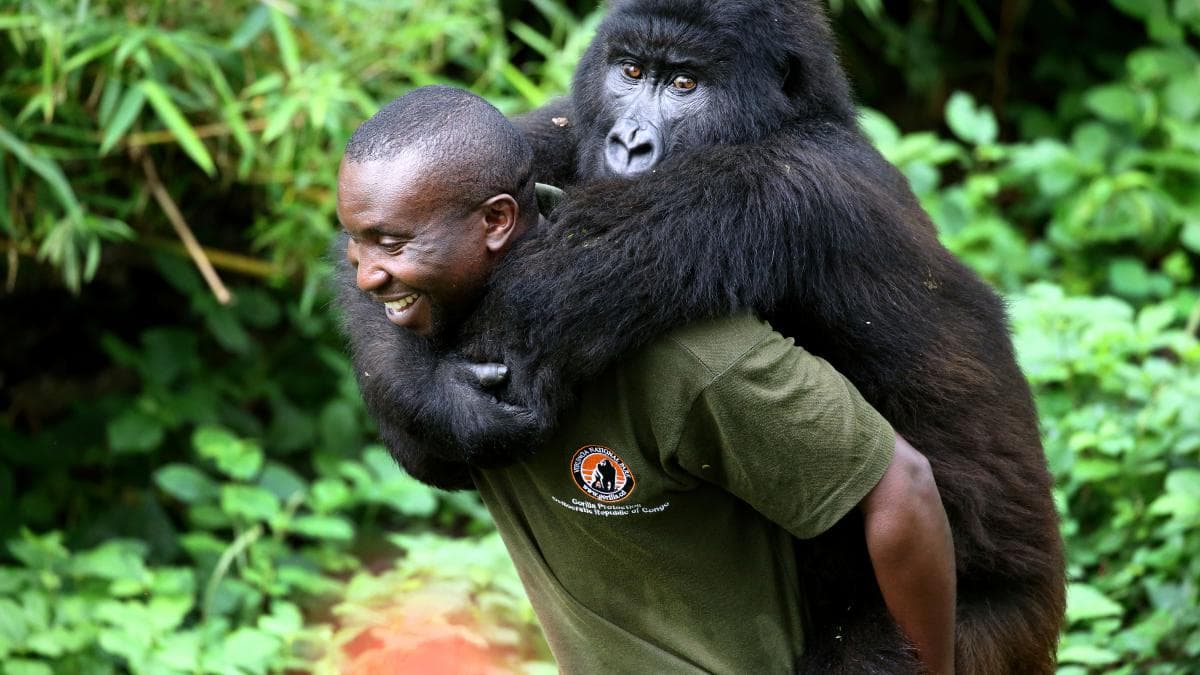 Asesinan a 6 guardias de la reserva de Virunga
