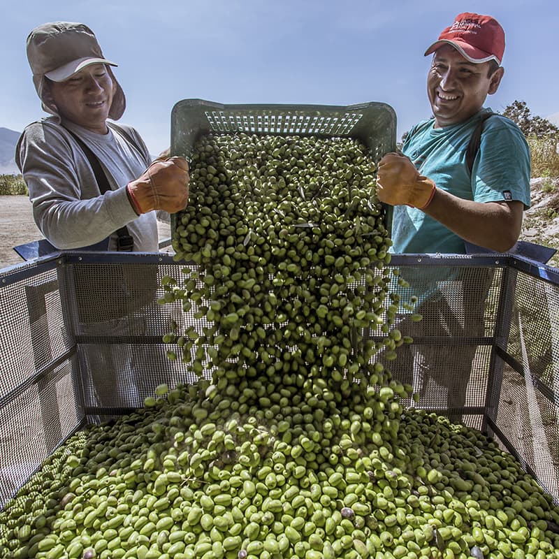 Buscan declarar a Acarí como “El paraíso de la aceituna”