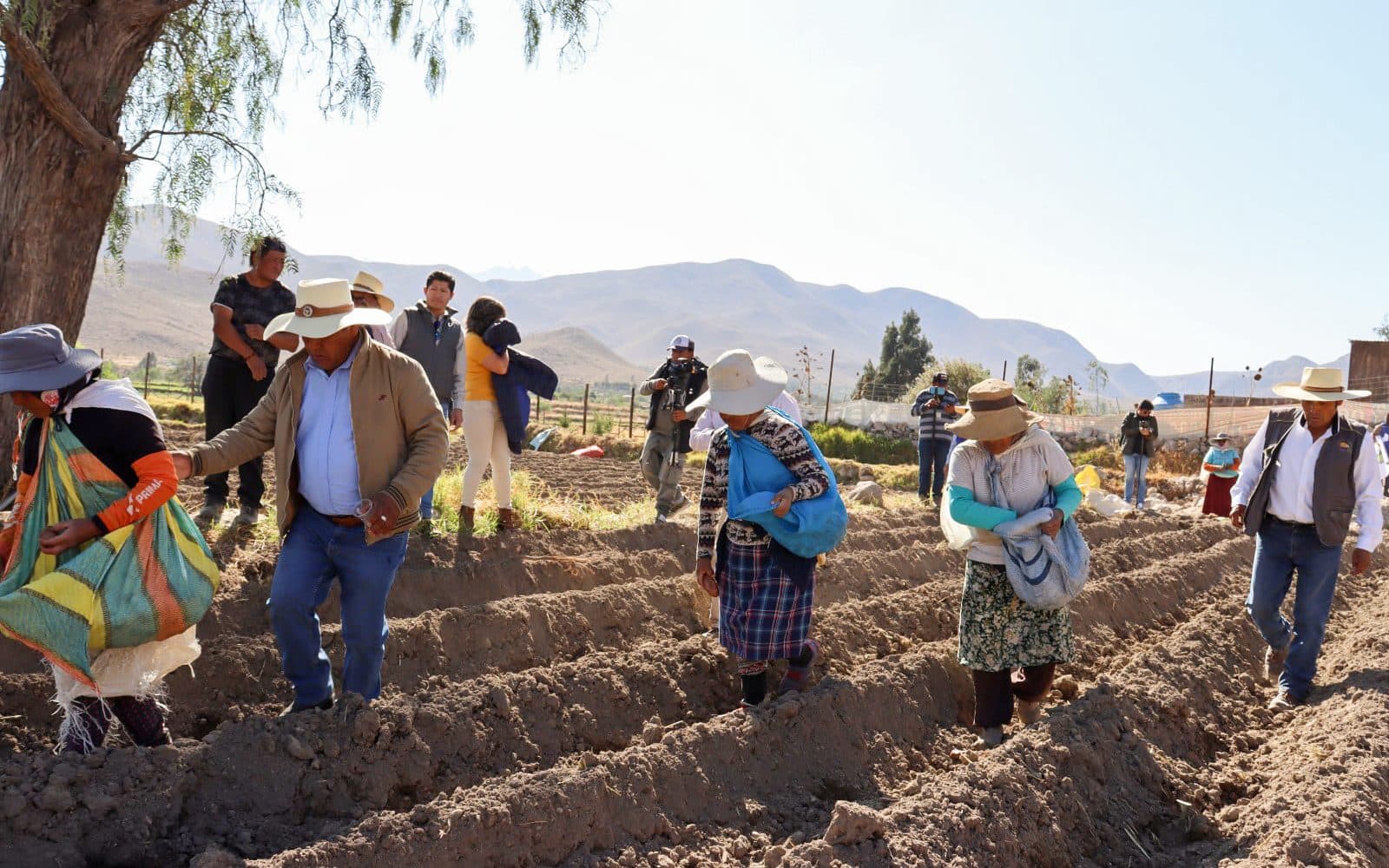 Yarabamba impulsa proyecto para liderar en la producción de papa en Arequipa